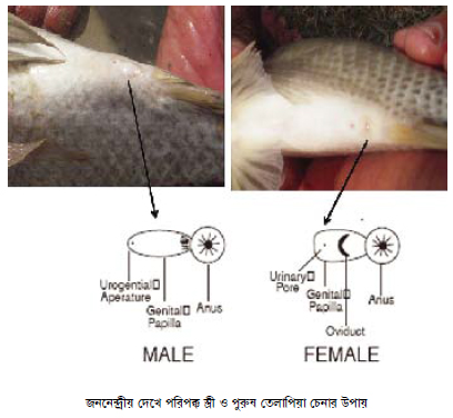 tilapia male female genital organ
